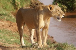Samburu National Park lioness  by Julian Mason