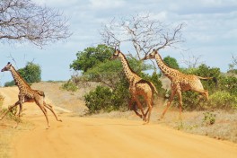 Tsavi giraffes   by McKay Savage
