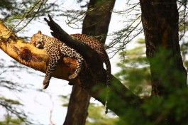 Sarova leopard 