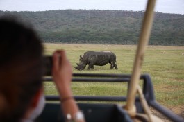 Sarova rhino 