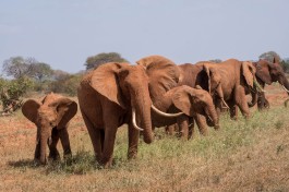 Tsavo Safari, elephants  by Elen Nivrae