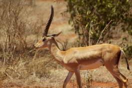 Wildlife on Kenya Lodge Safari  by McKay Savage