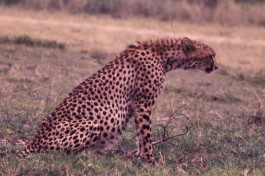 Cheetah, Kenya Safari  by Robin Hutton
