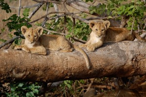 Tsavo Safari lion cubs, Kenya by Matt Berlin