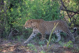 Leopard, Kenya Lodge Safari  by ninara
