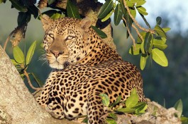 Masai Mara Safari, leopard  by Christopher Michel