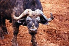 Aberdare buffalo, Kenya Lodge Safari  by gill_penney