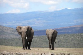 Aberdare elephants, Kenya  by kimvanderwaal