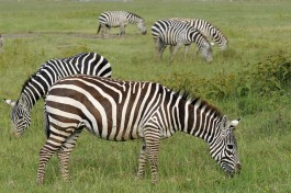 Lake Nakuru zebras, Kenya  by Son of Groucho