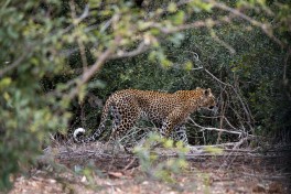 Timbavati leopard 