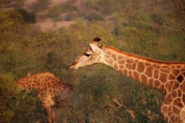 Timbavati giraffes  by Christian Keller