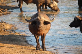 Timbavati buffaloes  by Christian Keller