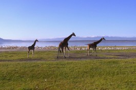 Lake Nakuru giraffes and flamingos  by Henrik Bennetsen