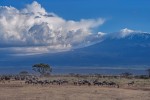 Kilimanjaro wildebeest-2  by Diana Robinson