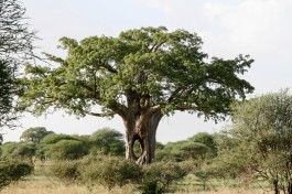 Tanzania Safari, baobab tree  by Christoph Str&auml;ssler