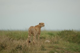 Serengeti Safari - Tanzania, cheetah  by Joachim Huber