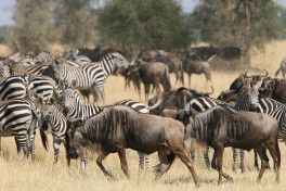 Serengeti Safari, Great Migration  by Marc Veraart