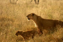 Budget Serengeti Safari, lions  by Abir Anwar