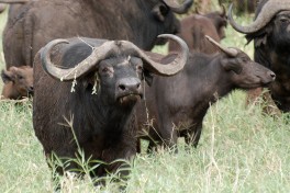 Tanzania safari, buffalos  by Harvey Barrison