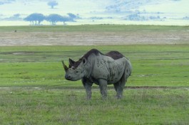 Ngorongoro Crater Safari, rhino  by Roman Boed