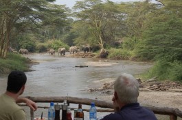 Ishasha elephants 