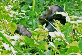 Kibale chimp  by Bernard DUPONT