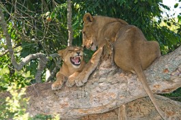 Queen Elizabeth National Park lion 