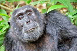 Gorilla  by Rod Waddington