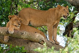 Ishasha lion  