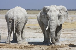 Etosha elephants 