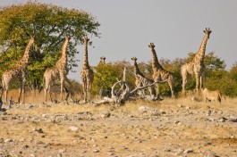 Etosha giraffes lion 