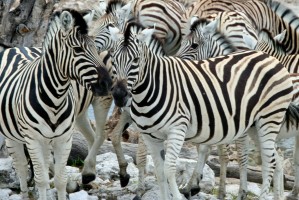 Etosha zebras