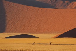 Namib dunes 
