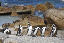 Boulders penguins 