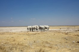 Namibia etosha elephants 