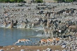 Etosha waterhole 