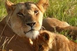 Lions in Mara  by Mara 1