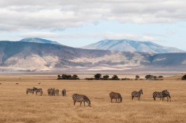 Zebras in Ngorongoro  by Yoni Lerner
