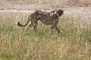 Serengeti cheetah 