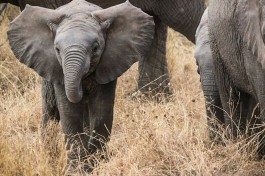 Elephants in Serengeti 