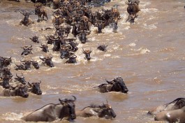 Great Migration  by Mara 1