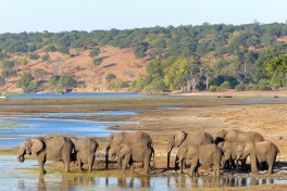 Chobe elephants  by Martin Pilkington