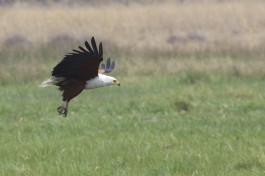 African Fish Eagle  by Gregory "Slobirdr" Smith