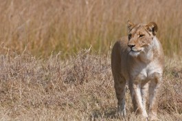 Savuti lioness  by Malcolm Macgregor