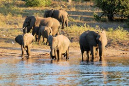 Chobe Safari elephants  by Joachim Huber