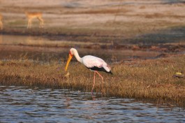 Botswana Safari birdlife  by abi.bhattachan