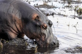 Botswana Safari hippo   by Letizia Barbi