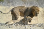 Namibia Safari, Etosha lions  by Frank Vassen