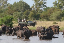 Buffalo herd 