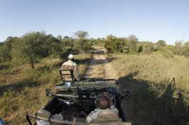 Timbavati game drive 